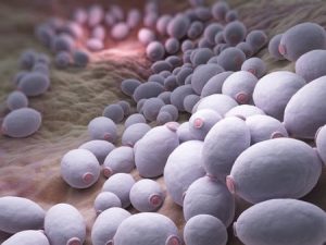 Candidiasis crónica I